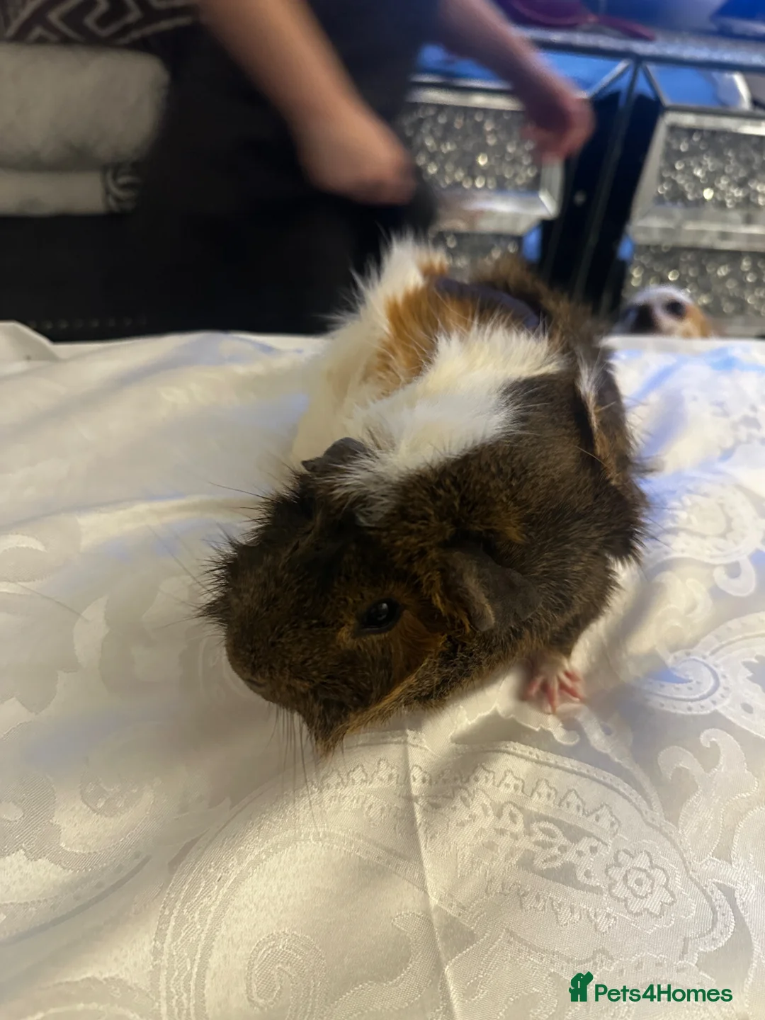 Guinea Pig rodents for sale: guinea pig's looking for a new home  in London - Advert 2