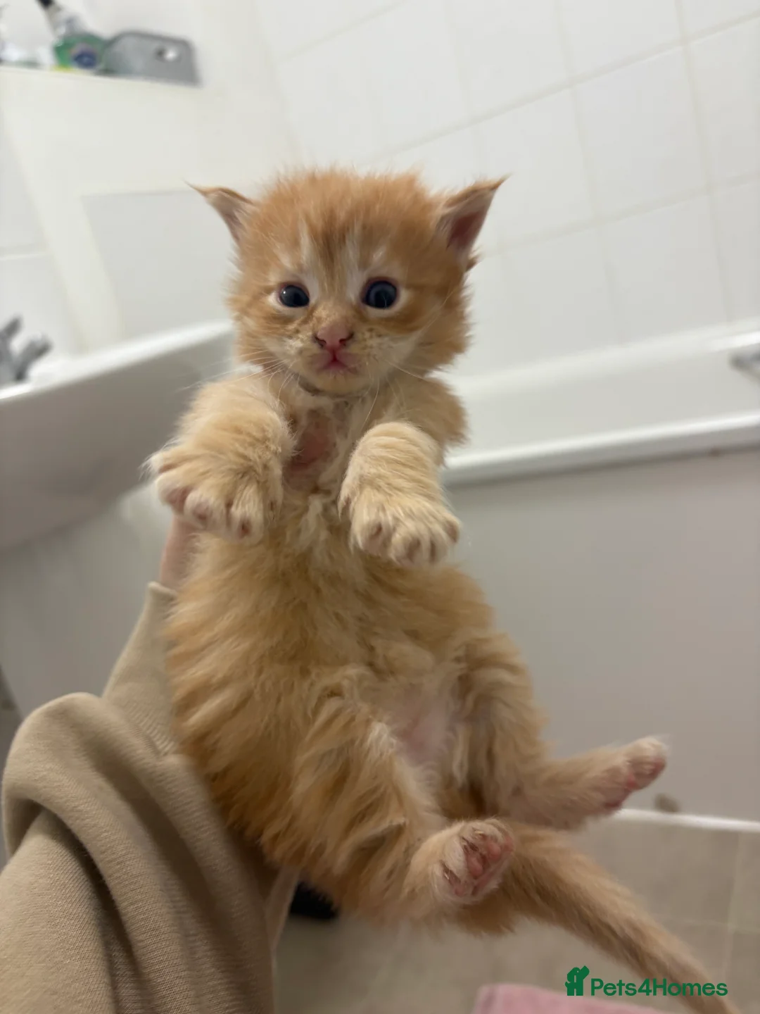 Maine Coon cats for sale: TICA registered Maine coon kittens - Advert 6