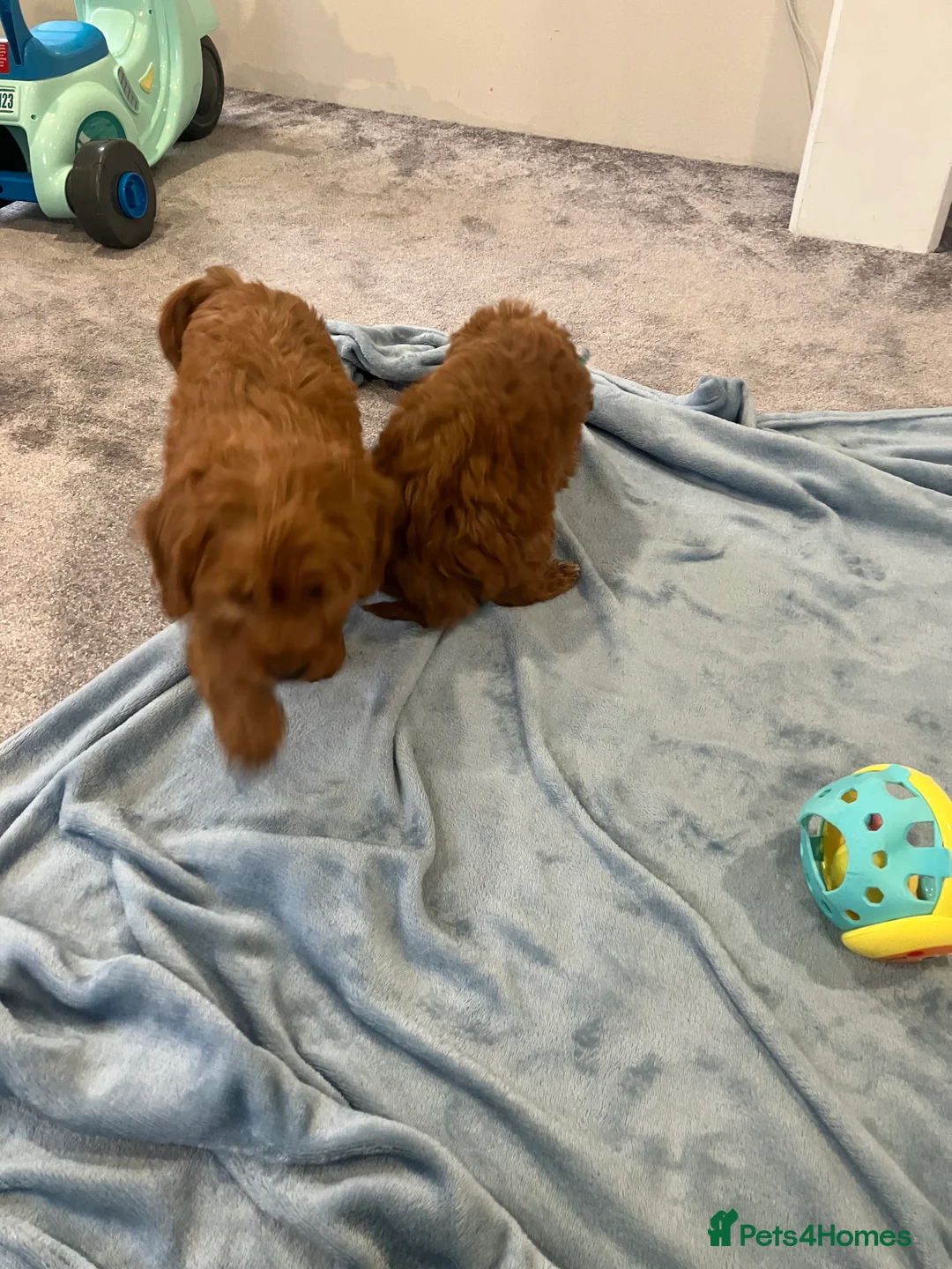 Cockapoo dogs for sale: Our darling cockapoos 🥰 - Advert 3