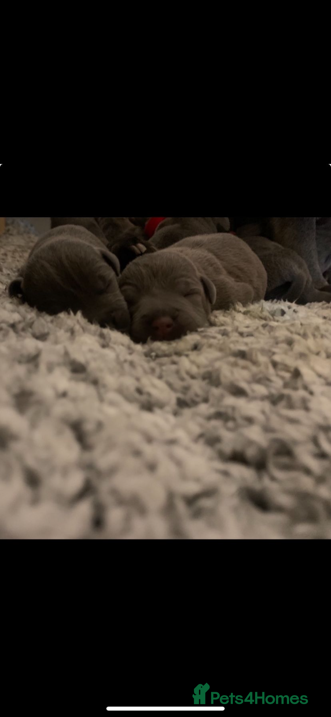 Staffordshire Bull Terrier dogs for sale: KC Registered Champion Blue Staffs for sale - Advert 4