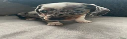 Dachshund dogs for sale: Dachshunds  - Advert 4