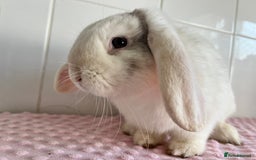 Mini Lop rabbits for sale: Mini lop buck  - Image 3
