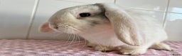 Mini Lop rabbits for sale: Mini lop buck and doe - Advert 3