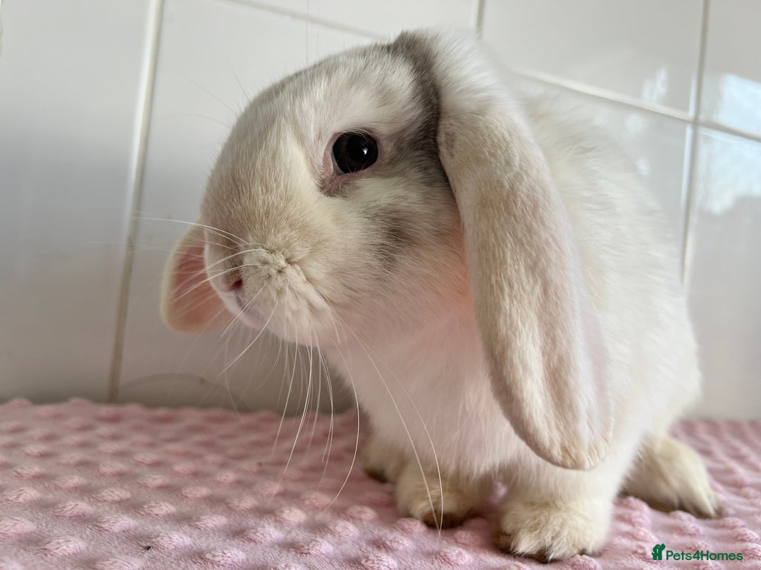 Mini Lop rabbits for sale: Mini lop buck  - Image 3