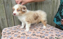 Australian Shepherd dogs for sale: Beautiful pedigree Australian Shepherd puppies - Image 8