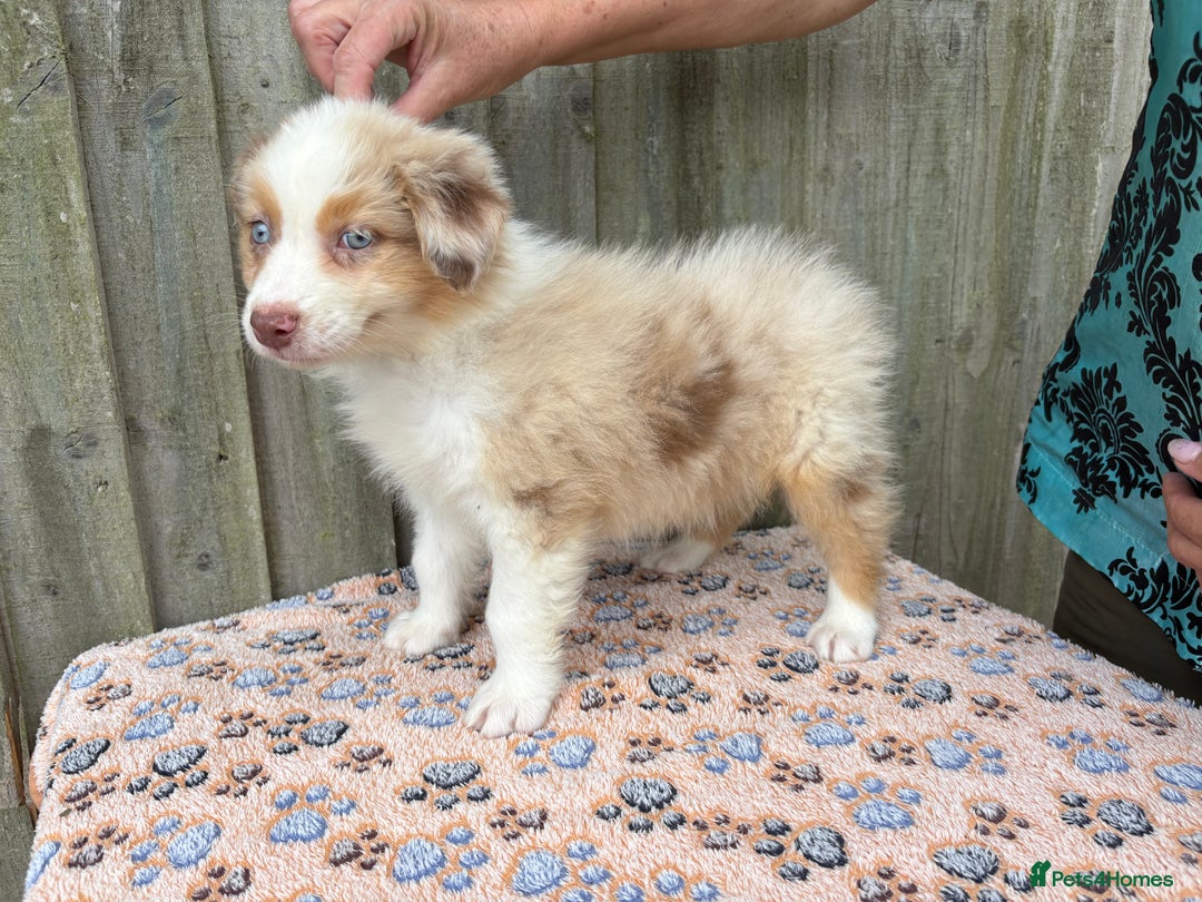 Australian Shepherd dogs for sale: Beautiful pedigree Australian Shepherd puppies - Image 8