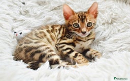 Bengal cats for sale: Beautiful Bengal kittens  - Image 6