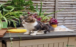 Mixed Breed cats for sale: 2 Beautiful female Kittens for sale. - Image 5
