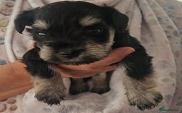 Miniature Schnauzer dogs for sale:  🌟 Adorable Miniature Schnauzer Puppies  - Image 5