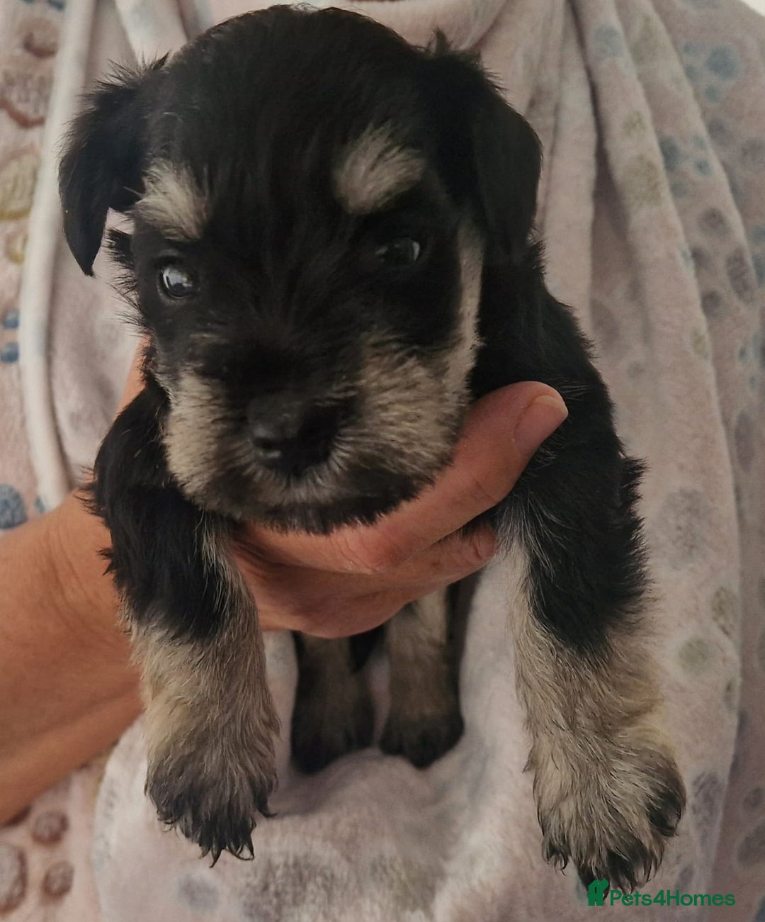 Miniature Schnauzer dogs for sale:  🌟 Adorable Miniature Schnauzer Puppies  - Image 5