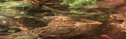 Frog reptiles for sale: Four Chunky Whites Tree Frogs and Full Set up  in Bristol - Advert 10