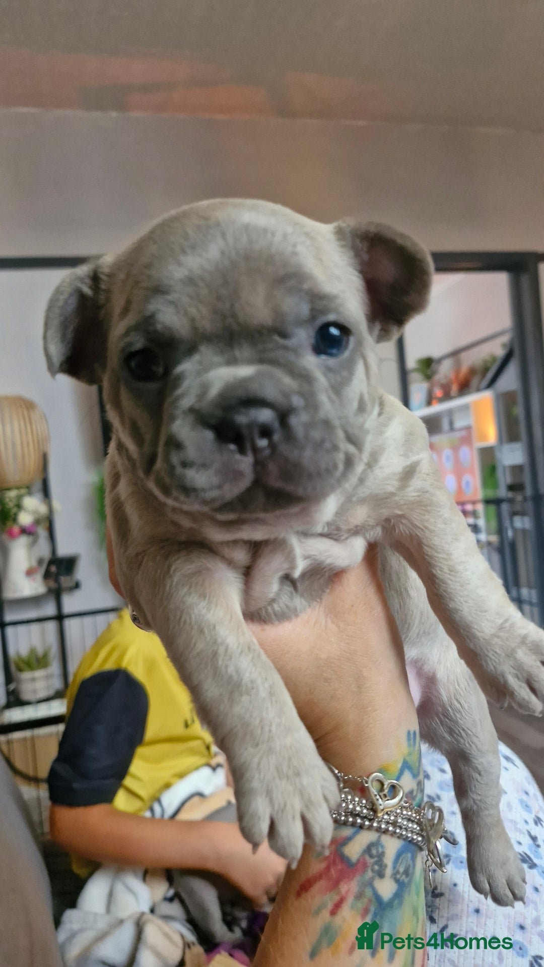 French Bulldog dogs for sale: 2 beautiful litters of French bulldog puppies - Image 25