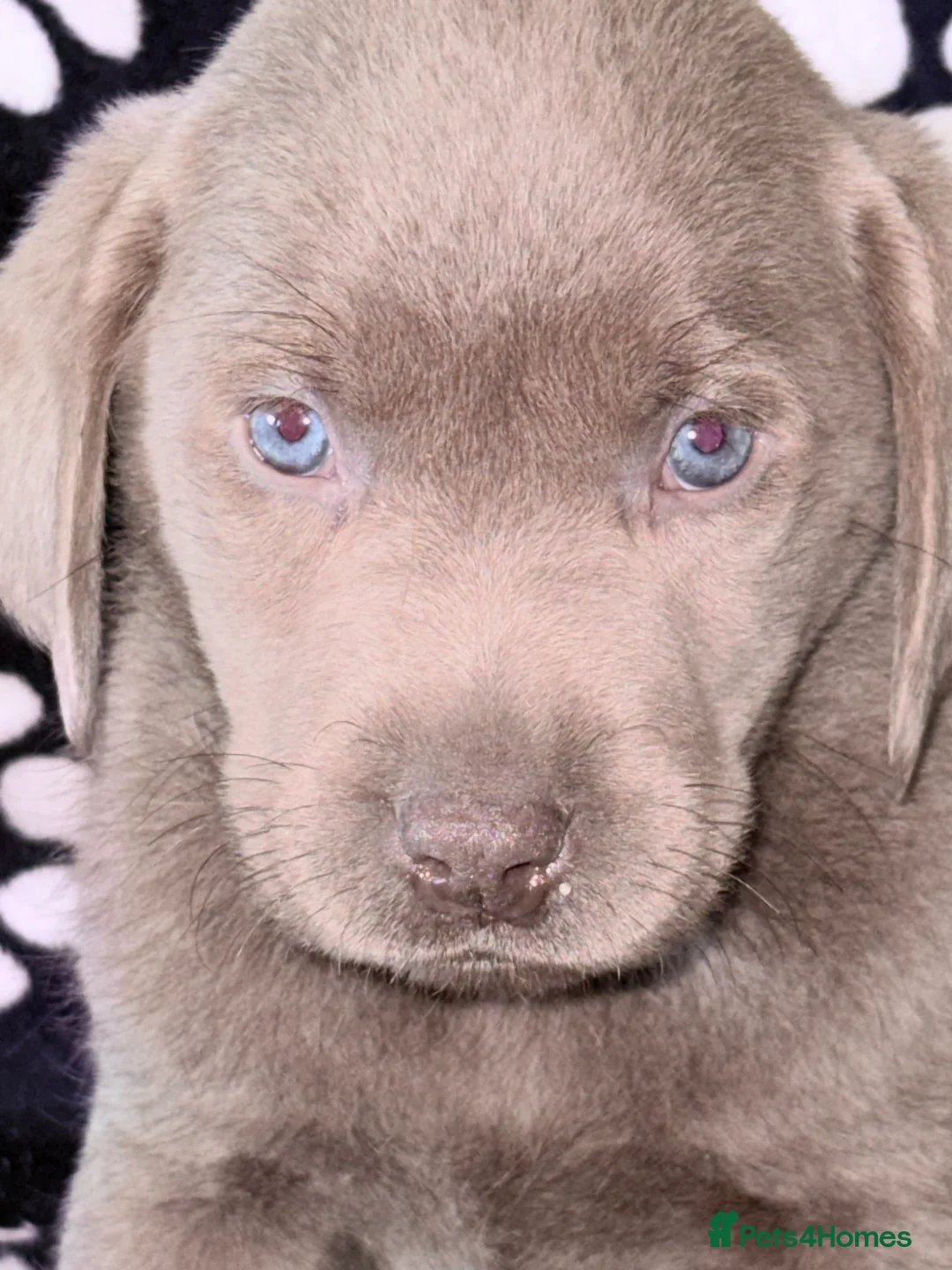 Labrador Retriever dogs for sale: KC SILVER-CHARCOAL-CHAMPAGNE Labradors  - Advert 11