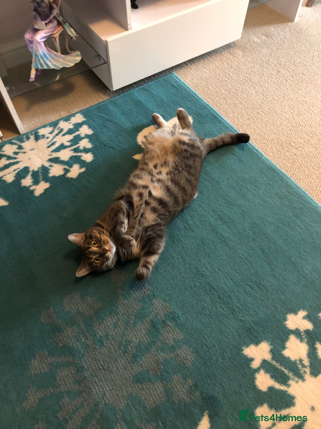 Domestic Shorthair cats for sale: Tabby Cat -FREE TO GOOD HOME - Image 6