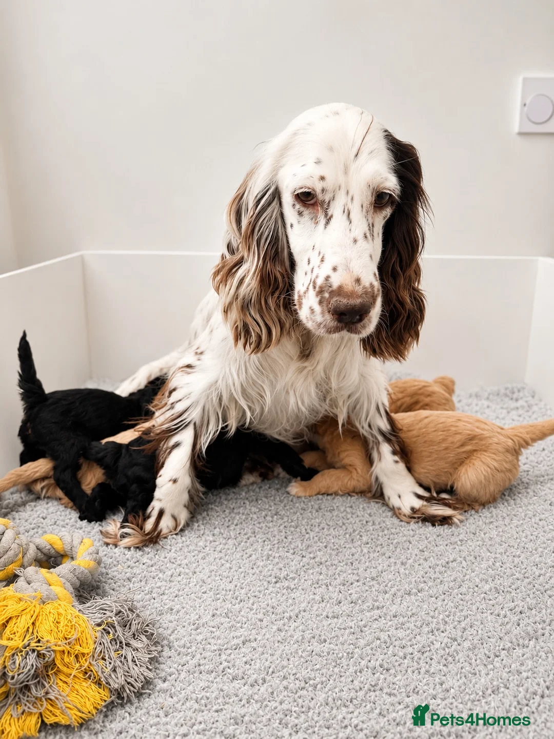 Cockapoo dogs for sale: 🐶🤍 ADORABLE F1 COCKAPOO PUPPYS 🤍🐶 - Advert 2