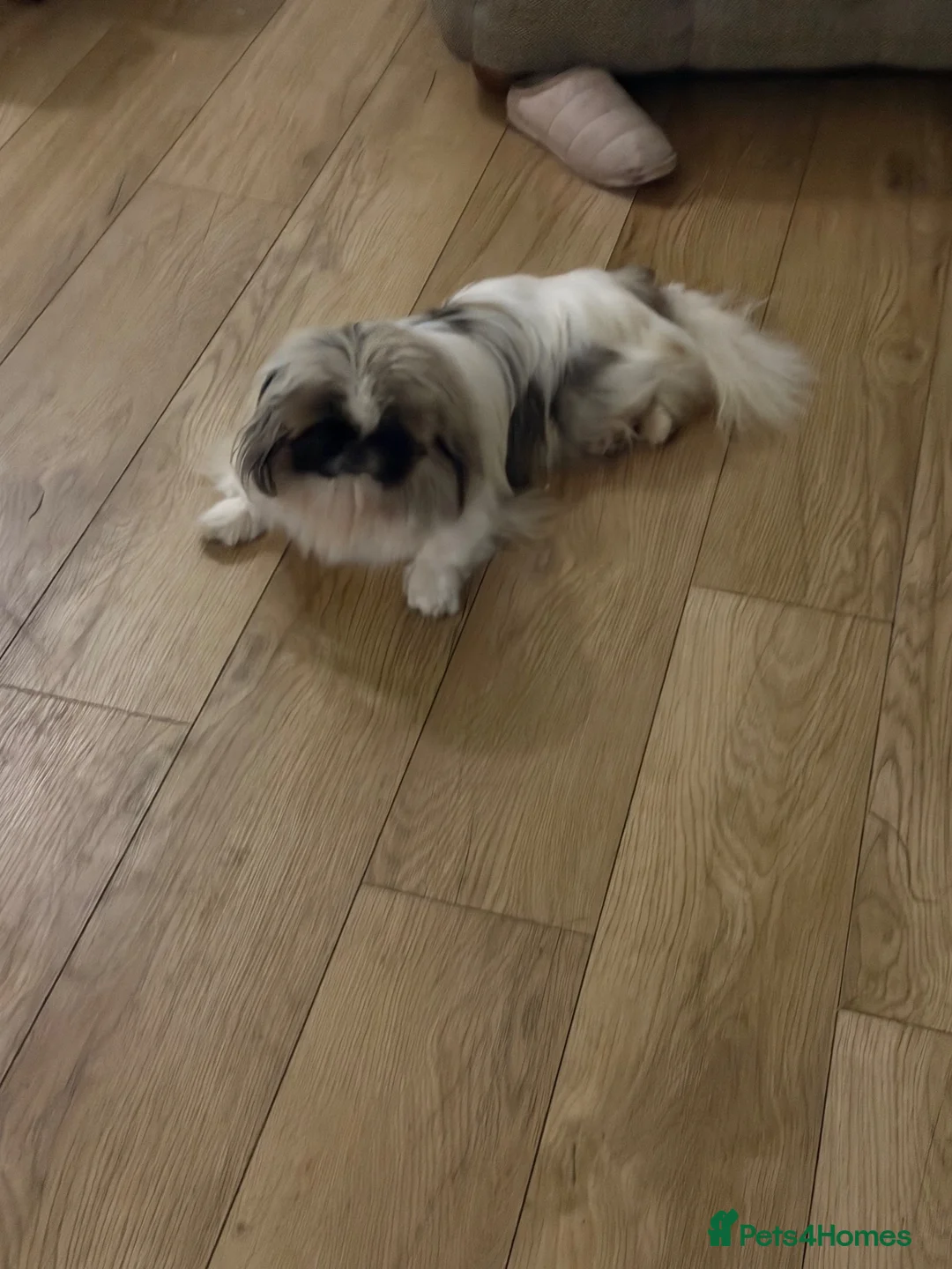 Pekingese dogs for sale: Kc Female adult Parti Pekingnese 2 years  - Advert 9