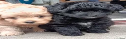 Pomapoo dogs for sale: Pomapoos  - Advert 5