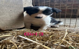 Border Collie dogs for sale: Beautiful border collie puppies for sale  - Image 13