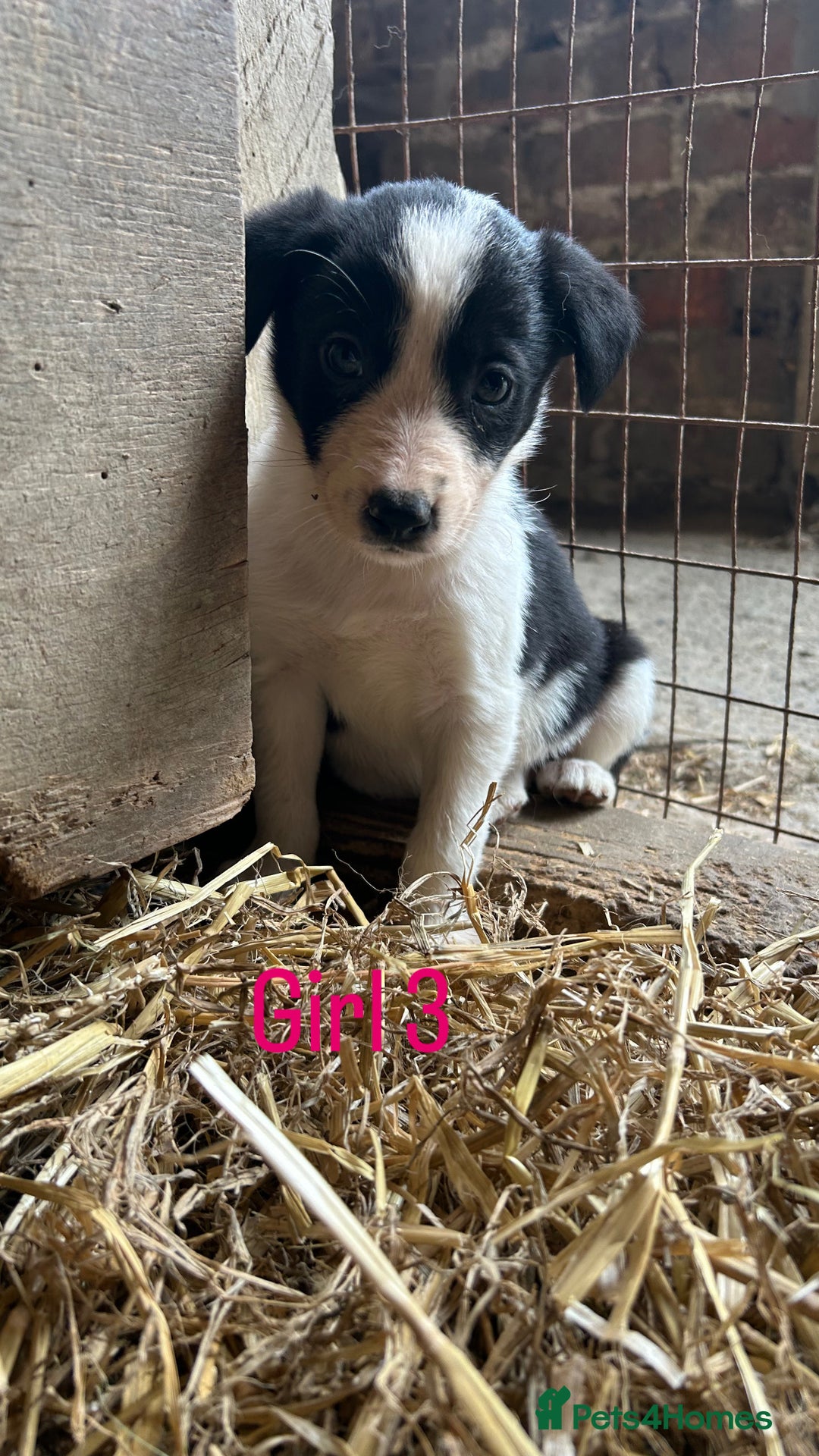 Border Collie dogs for sale: Beautiful border collie puppies for sale  - Image 13