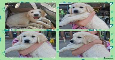 Golden Retriever dogs - Advert 5