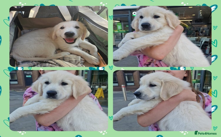 Golden Retriever dogs - Advert 12