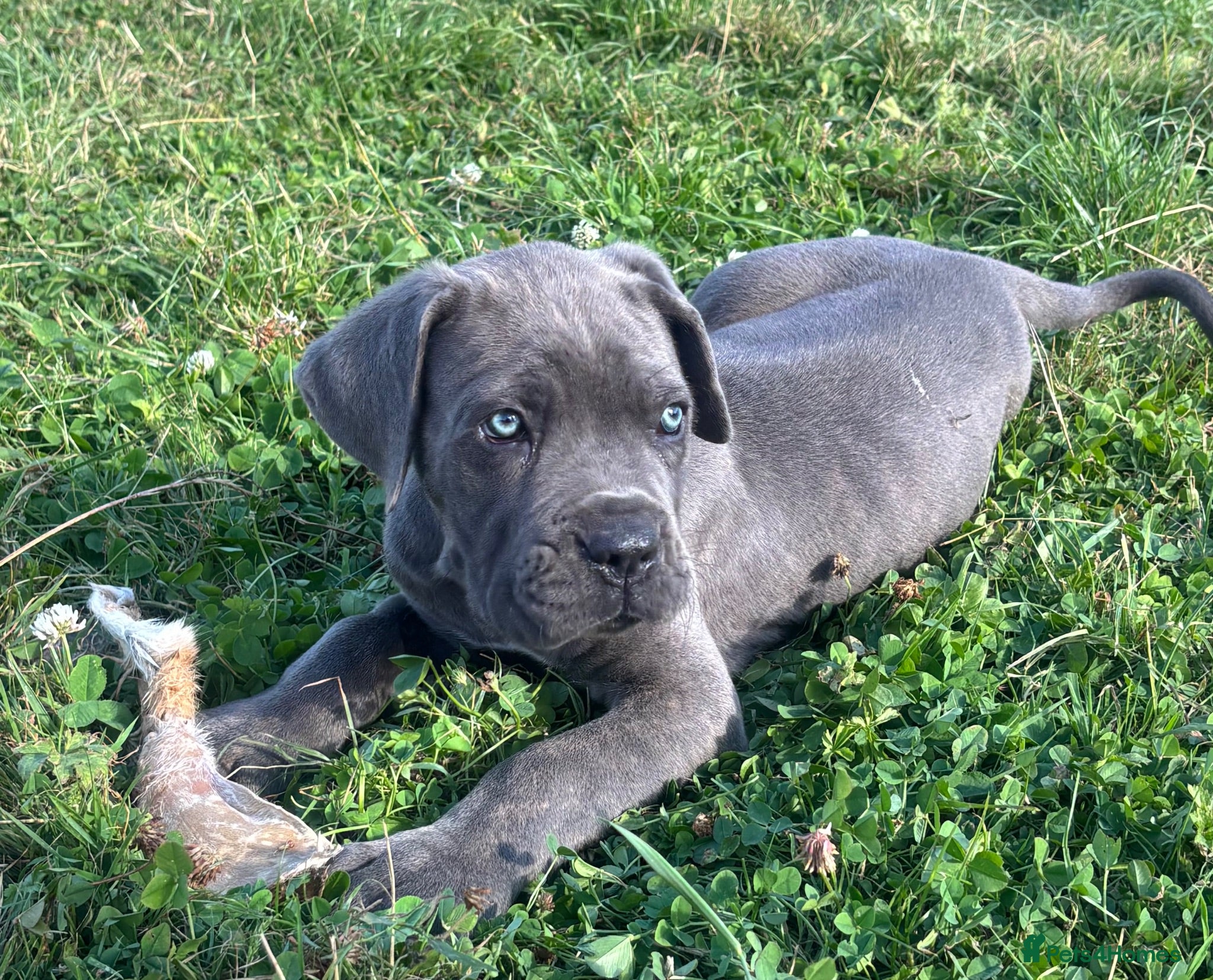 Cane Corso dogs Cane corso puppies / READY TO LEAVE NOW! - Advert 6
