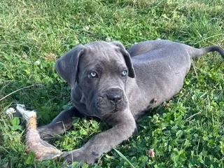 Cane Corso dogs Cane corso puppies / READY TO LEAVE NOW! - Advert 6