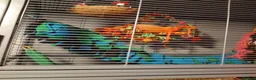 Sugar Glider rodents for sale: Rare mocistuc morph with lineage  - Advert 27