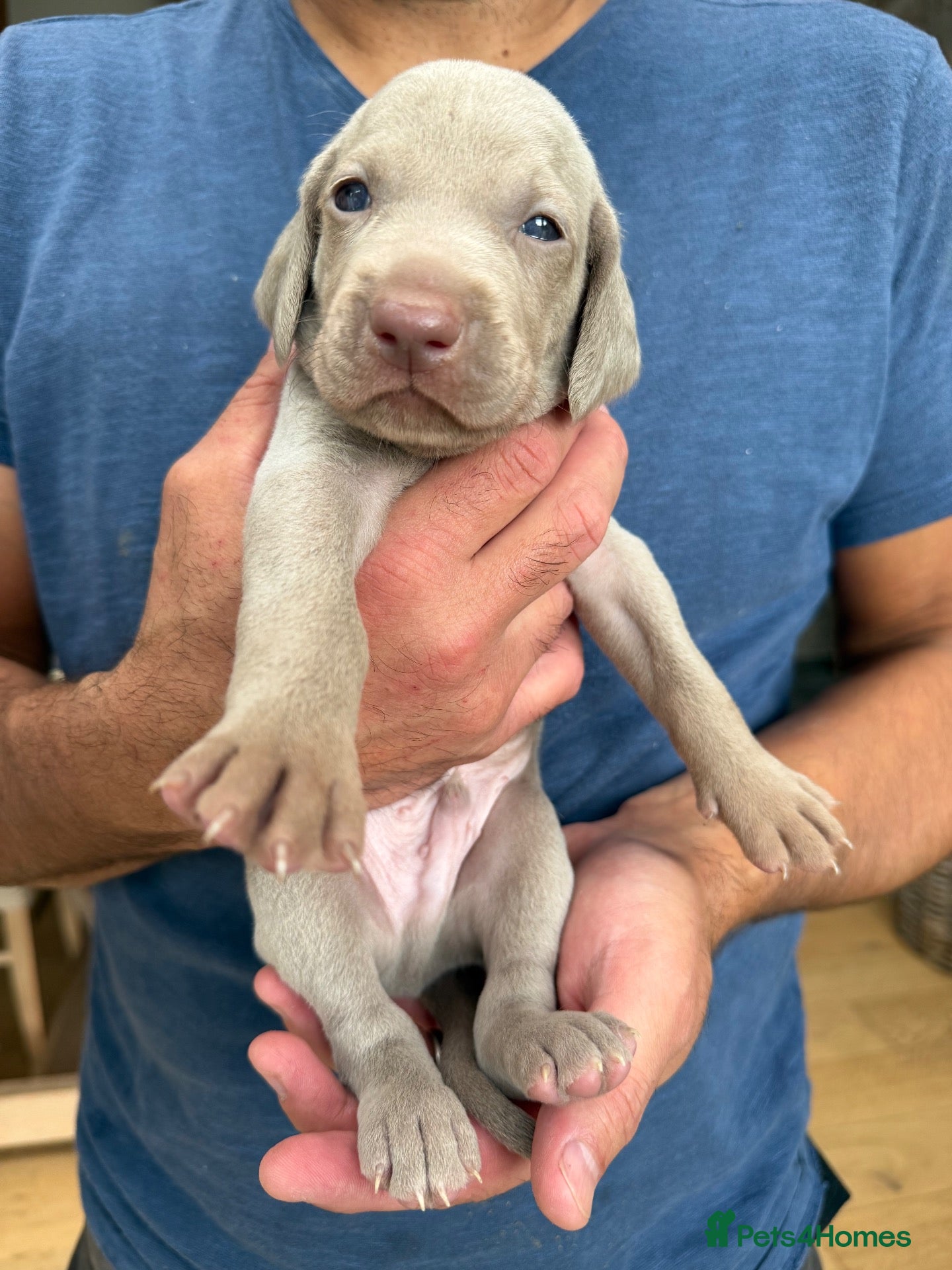 Weimaraner dogs Superb Gunalt Bloodlines & Excellent Temperament - Advert 2