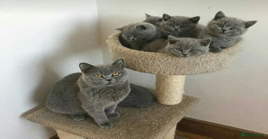British Shorthair cats in Blackpool - Advert 5
