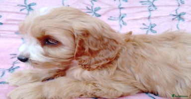 Cavapoo dogs - Advert 13