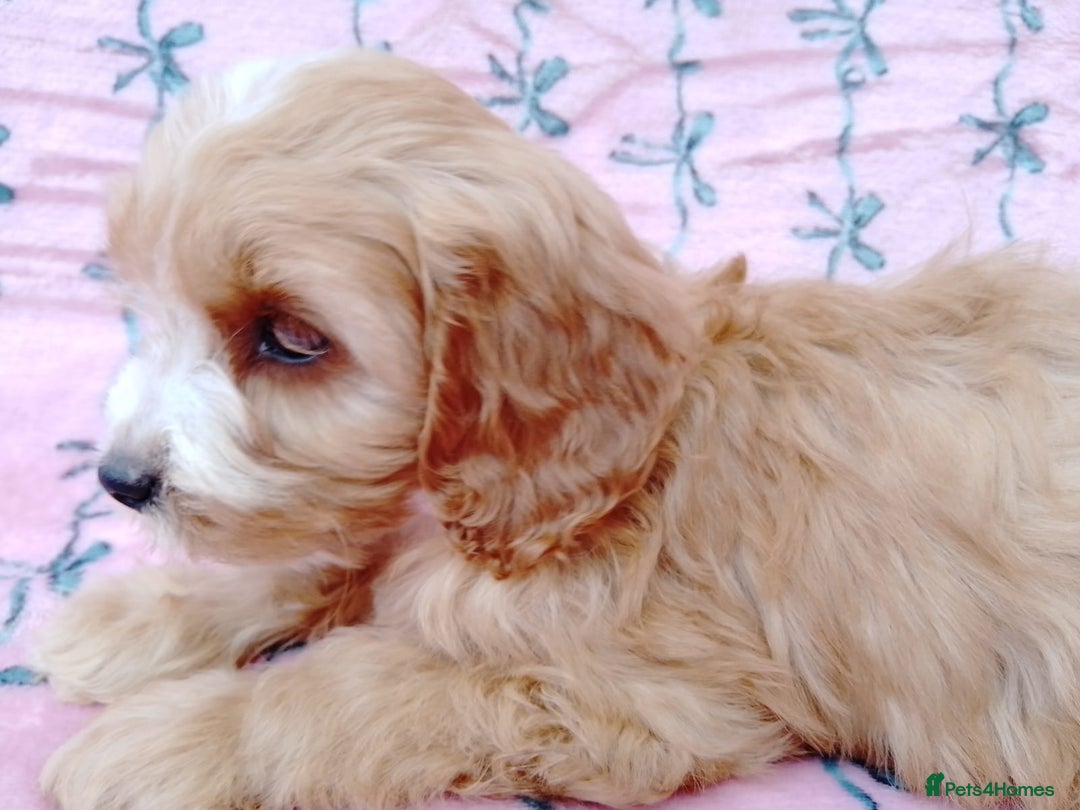 Cavapoo dogs for sale: Exceptional cavapoo puppies  - Image 3