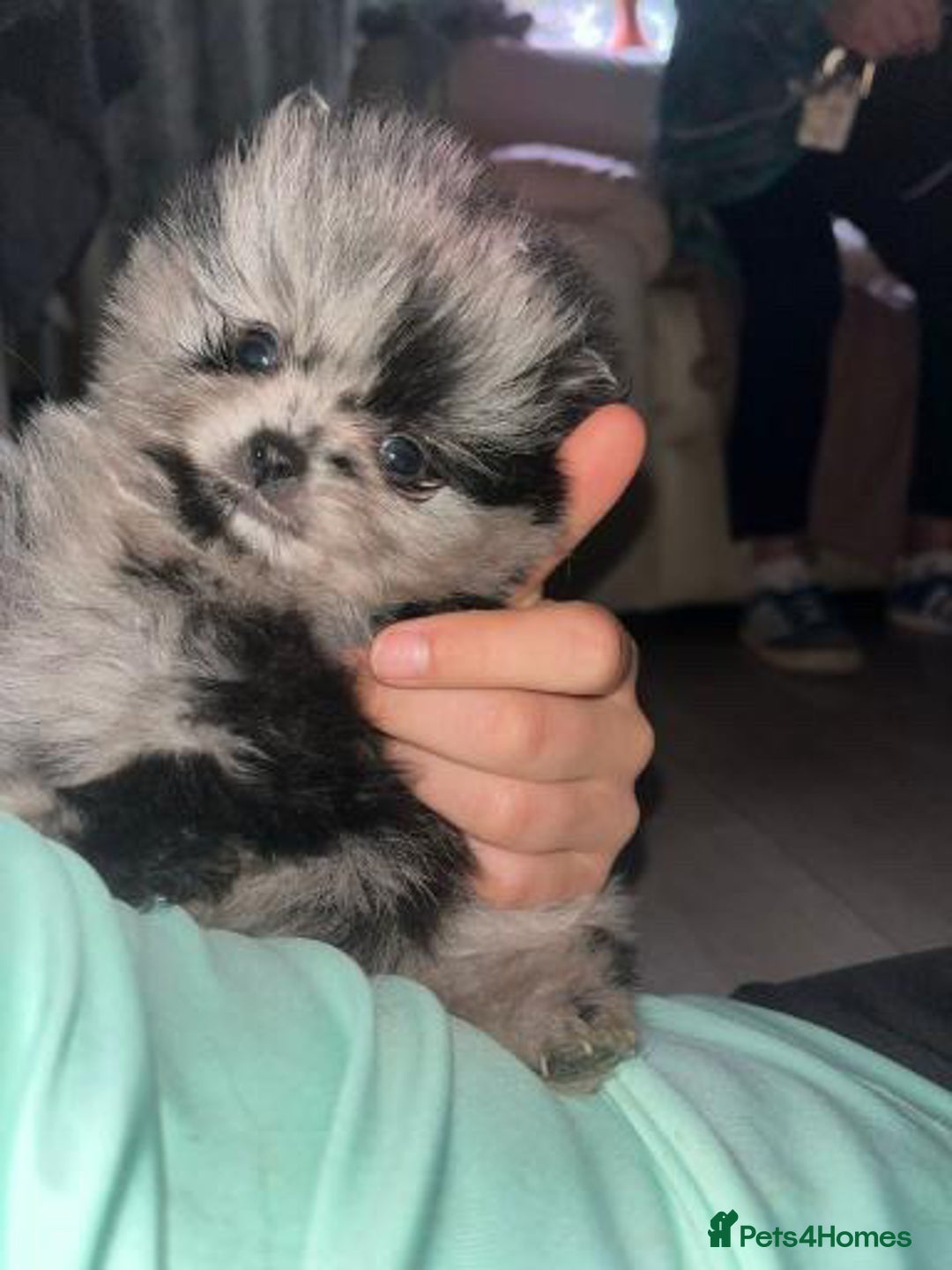 Pomeranian dogs for stud: Cobee (PROVEN)  ( STUD ONLY ) (PRODUCING MERLES)   in Liverpool - Advert 37