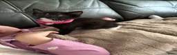 Mixed Breed cats for sale: 2 female kittens  in Birmingham - Advert 3