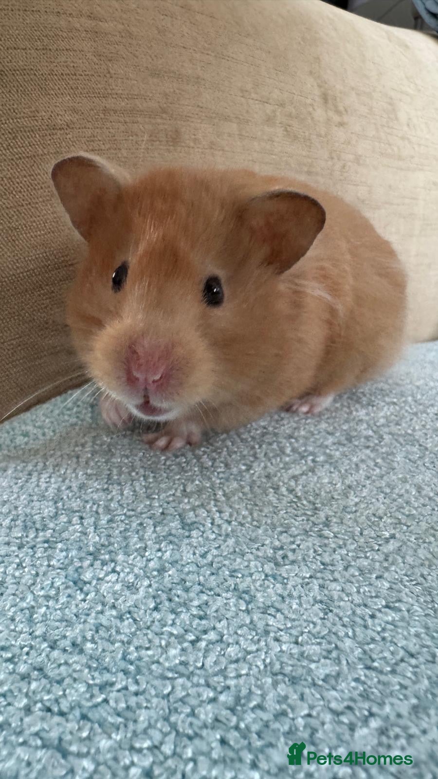 Hamster rodents Female Syrian Hamster  - Advert 7