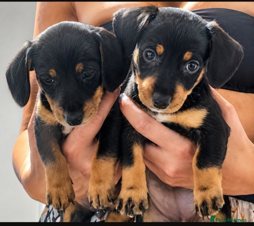 Jackshund dogs DachshundxJack Russell Puppies  - Advert 1