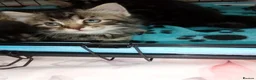 Mixed Breed cats for sale: 5 Fluffy Ragdoll x Tabby kittens  - Advert 9