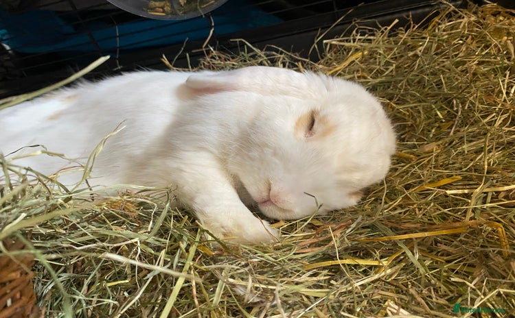 English rabbits - Advert 1