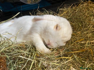 English rabbits - Advert 5