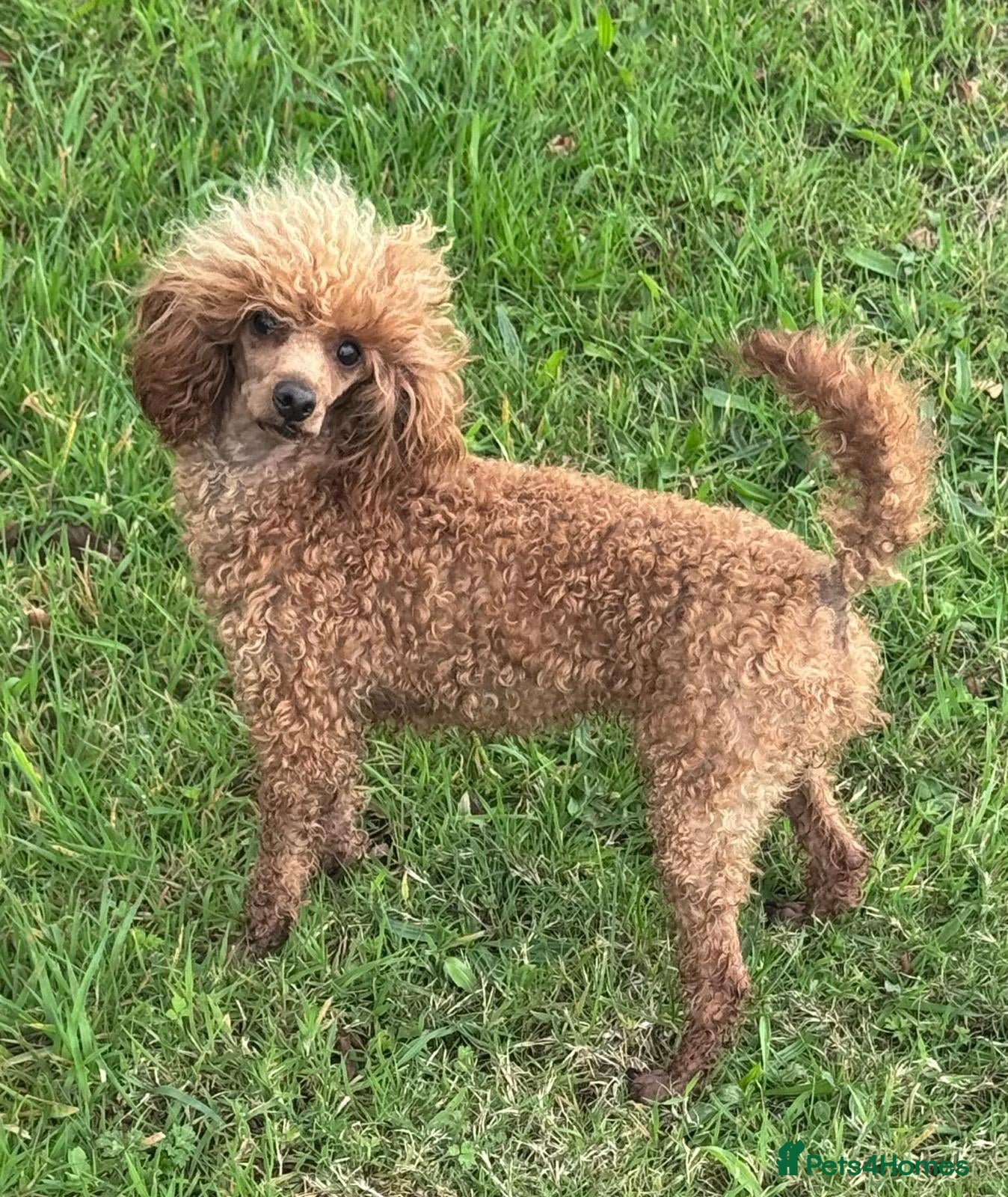 Toy Poodle dogs KC Reg Tiny Toy poodle Adult Female - Advert 14