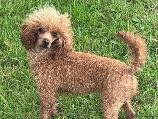 Toy Poodle dogs KC Reg Tiny Toy poodle Adult Female - Advert 14