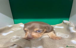 Dachshund dogs for sale: 3 beautiful/stunning dachshund puppies   - Advert 5