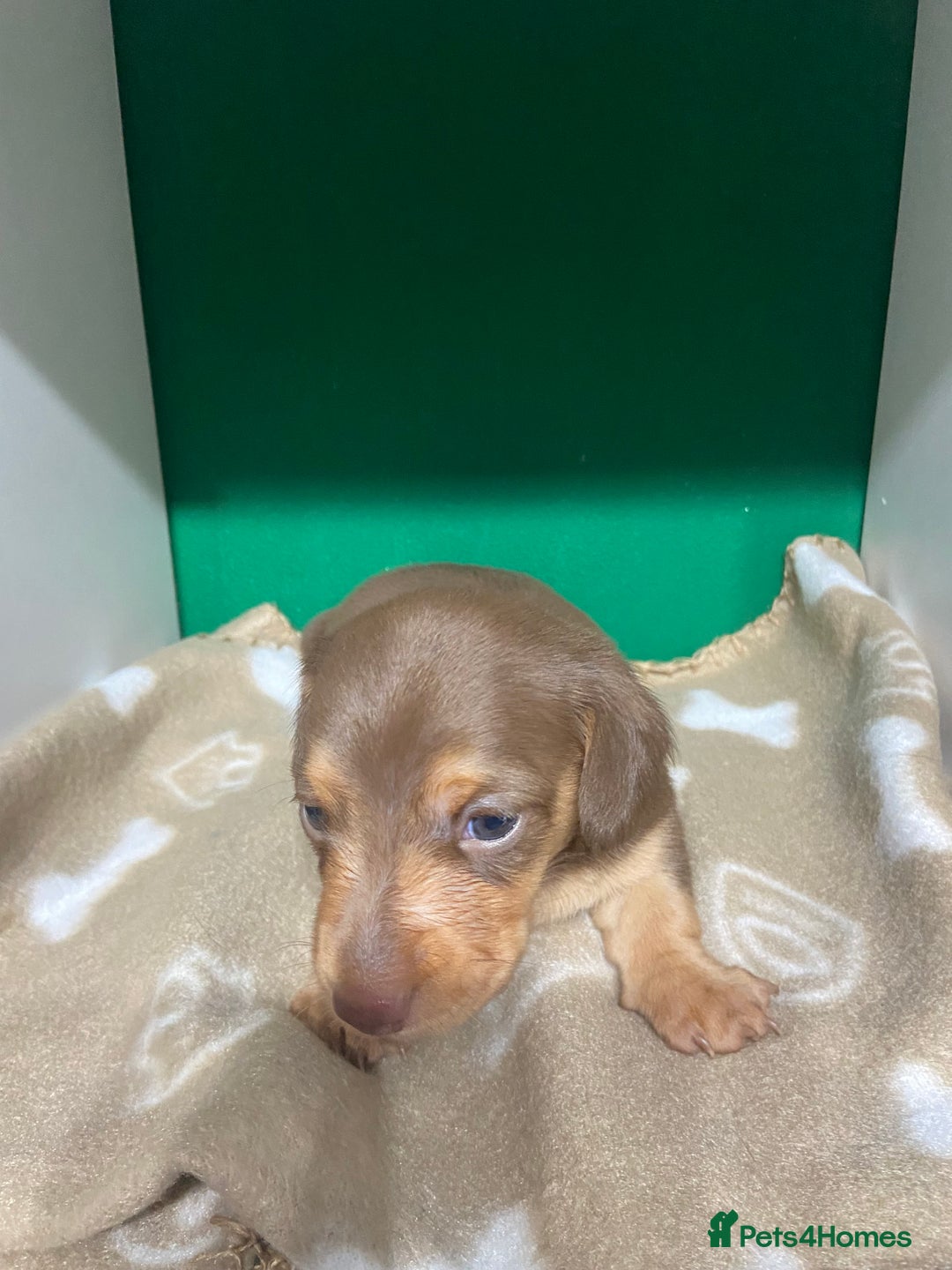 Dachshund dogs for sale: 3 beautiful/stunning dachshund puppies   - Advert 5