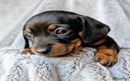 Miniature Dachshund dogs for sale: Genuine Short Haired Miniature Dachshund Puppies - Image 17