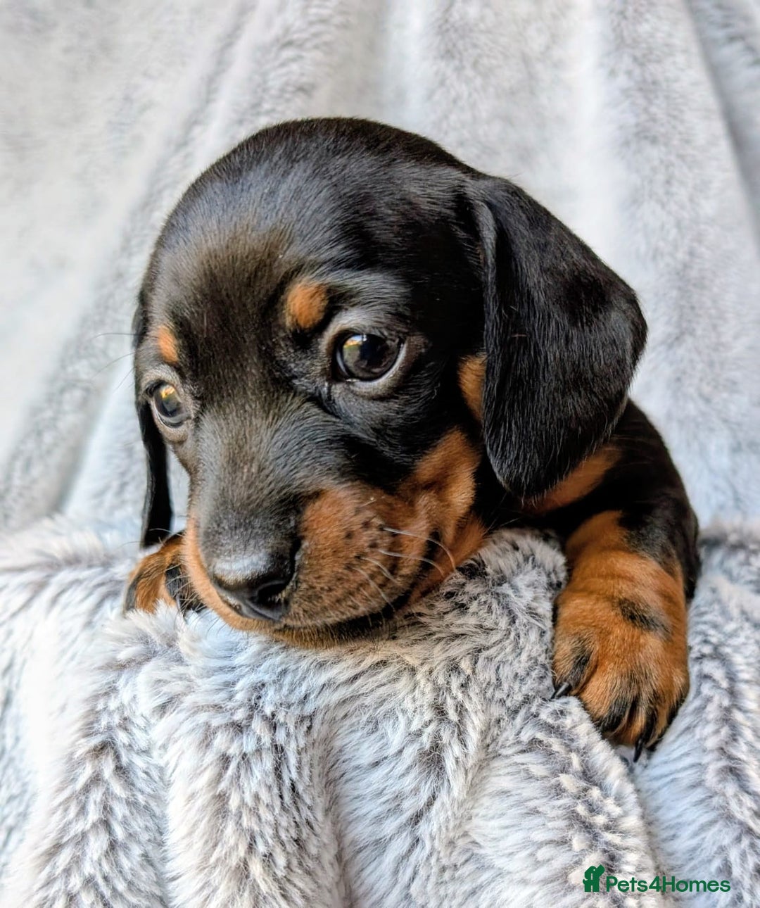 Miniature Dachshund dogs for sale: Genuine Short Haired Miniature Dachshund Puppies - Image 17