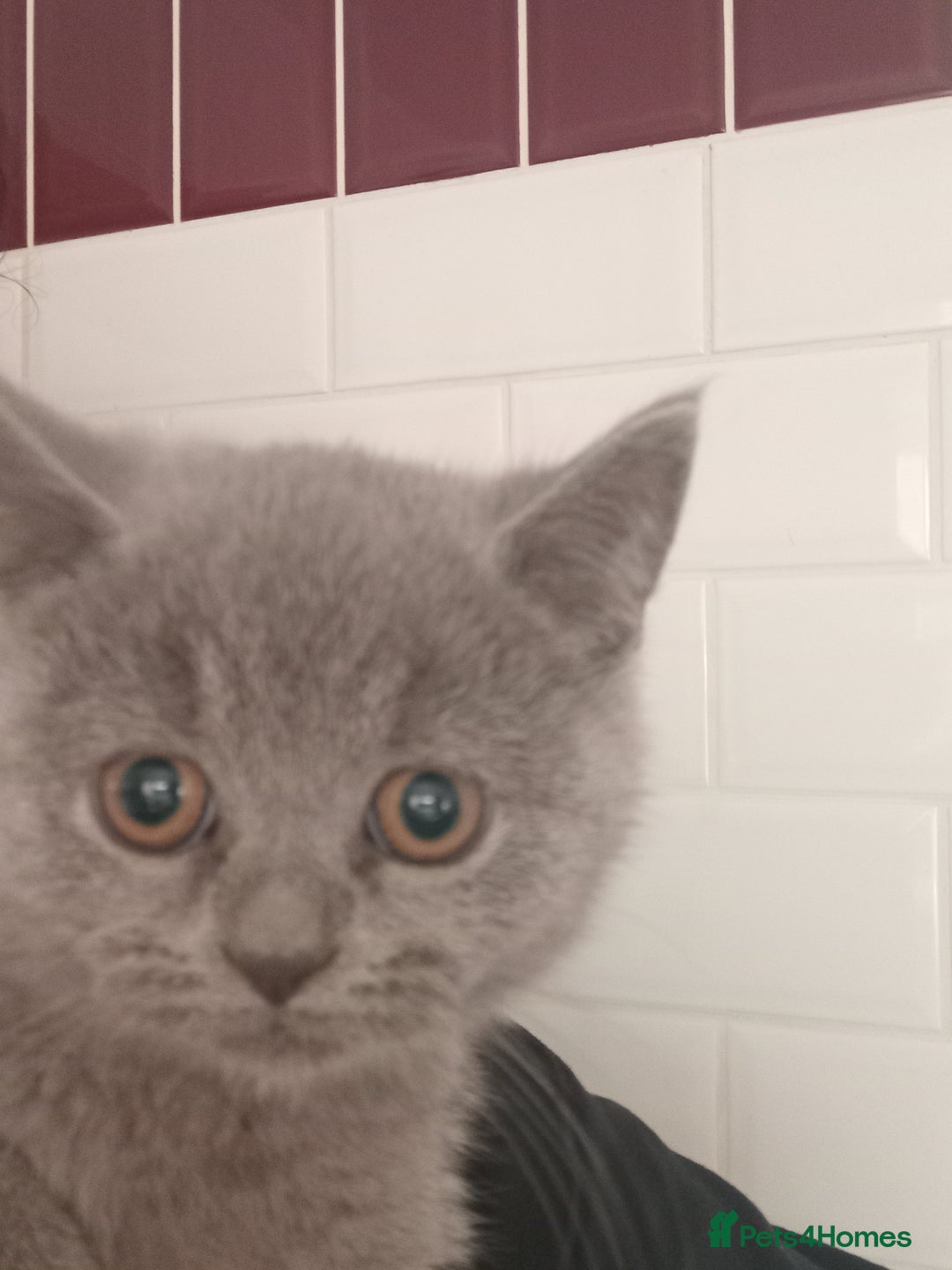 British Shorthair cats for sale: Reduced to clear  pure BSH blue  girl £4500 - Advert 6