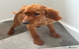 Irish Setter dogs for sale: Irish Setter DOG Pup - KC reg £1050 in Huddersfield - Image 3