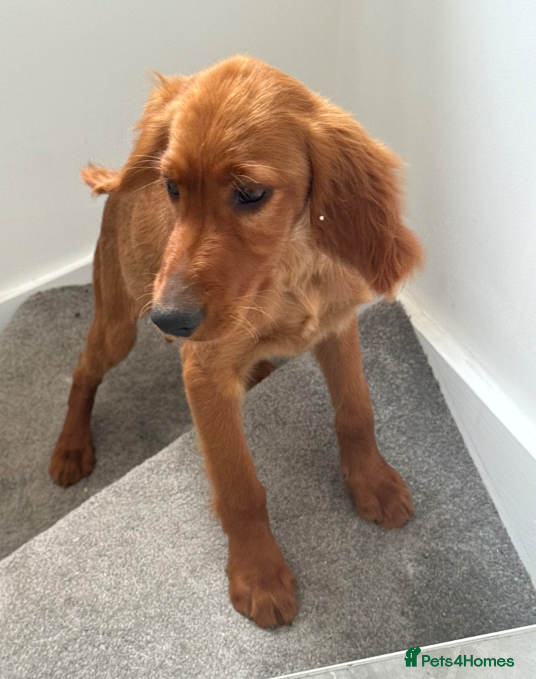Irish Setter dogs for sale: Irish Setter DOG Pup - KC reg £1050 in Huddersfield - Image 3