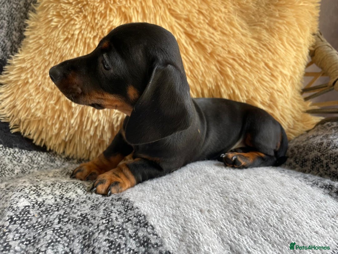 Miniature Dachshund dogs for sale: Miniature Wire Haired Dachshunds - Image 7
