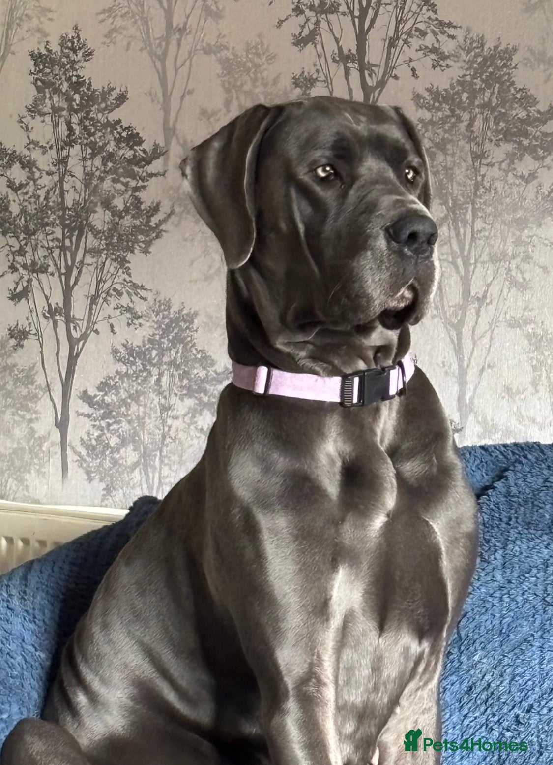 Great Dane dogs Great Dane pups - Advert 13